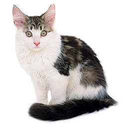 可爱猫咪