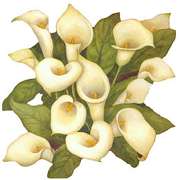 白色马蹄莲花束