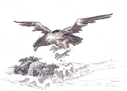 海面上的海雕国画