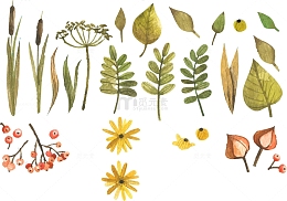 手绘植物矢量图