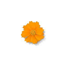 花的图片