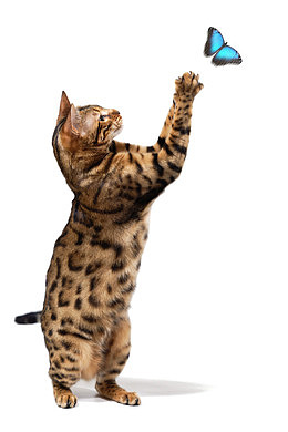 抓蝴蝶的猫咪