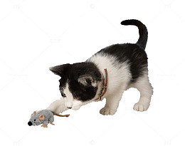 抓老鼠的小猫
