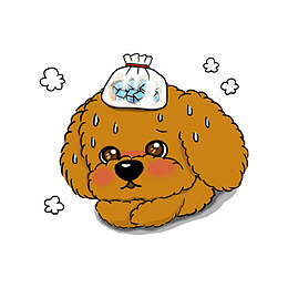 可爱泰迪狗