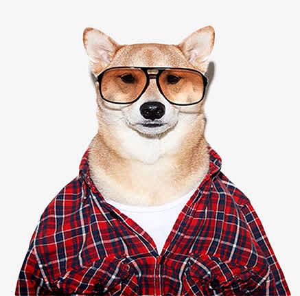 戴眼镜的柴犬素材图片