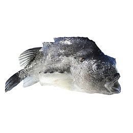 新鲜海参斑