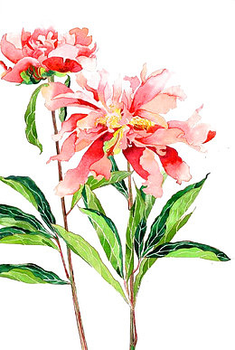 粉色芍药花