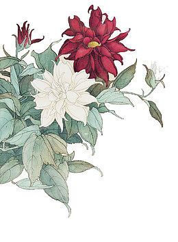 红芍药白芍药