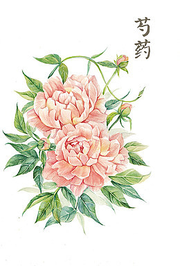 粉色芍药花