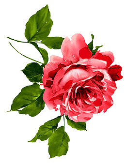 芍药