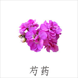 芍药