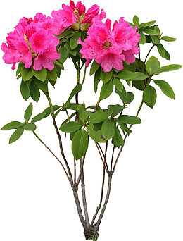 芍药