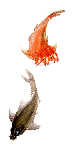 中国风的鲤鱼图画