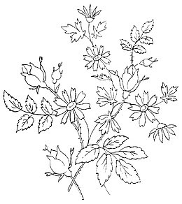 矢量手绘黑白线条花