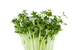 一把豆芽菜
