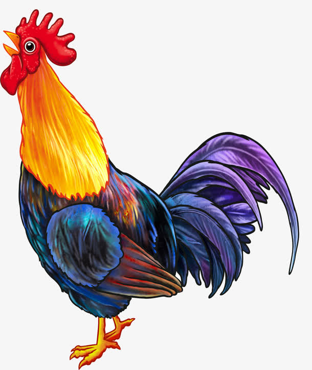 手绘公鸡素材