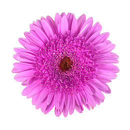 花卉图案素材鲜花psd素材  