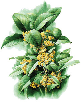 手绘桂花