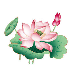 唯美的荷花