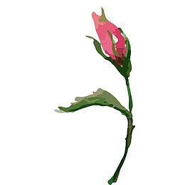 手绘 水彩 优化风格 唯美 花