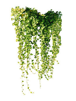 植物藤蔓
