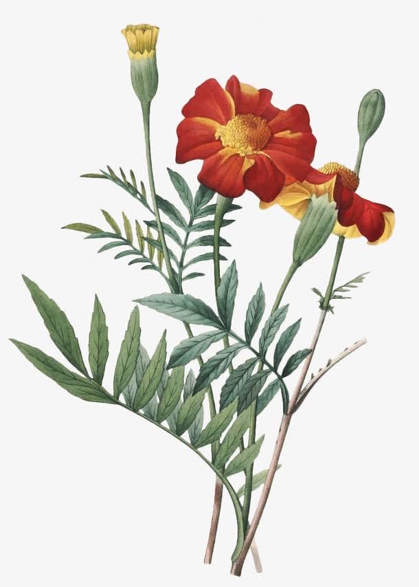 关键词 : 手绘水彩花卉,花朵,花卉,手绘花卉,水彩,水彩花卉,&nbsp