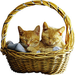 竹篮里的小猫