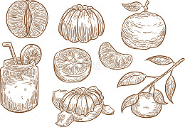 手绘素描柚子水果