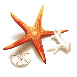 海星和珊瑚