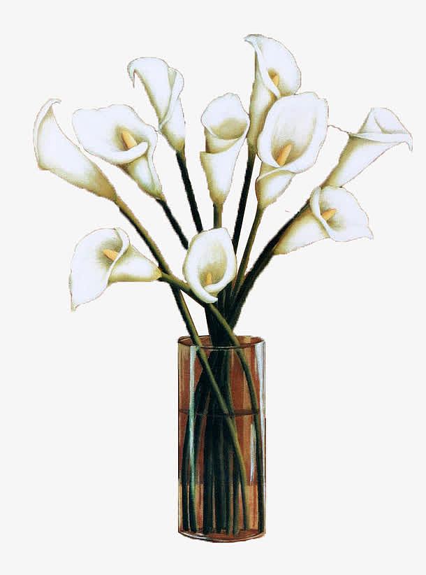 玻璃花瓶中的白色海芋花