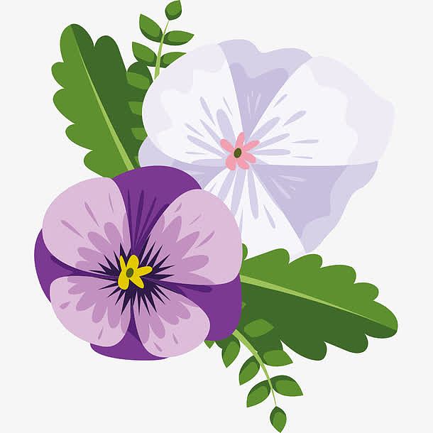 紫色白色的花