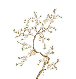 粉色小花开满的树枝
