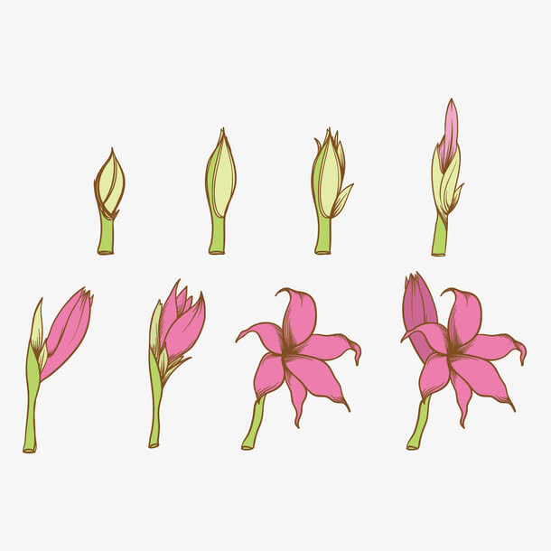 矢量图花的生长图