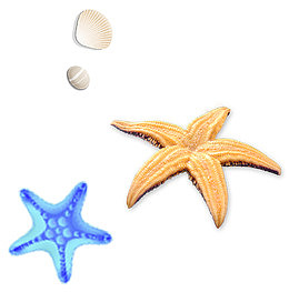 漂亮的海星