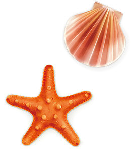 矢量海星贝壳图片