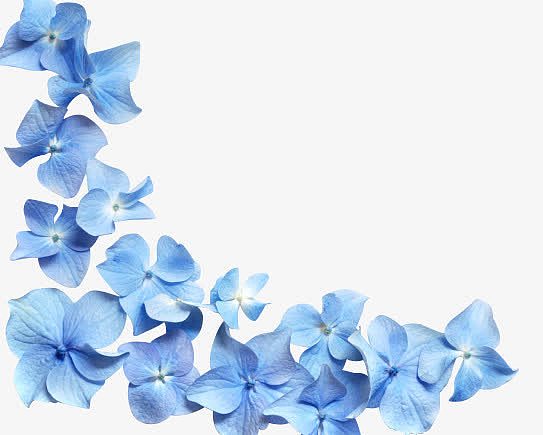 高清蓝色花朵花瓣