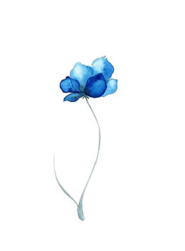 一朵蓝色莲花