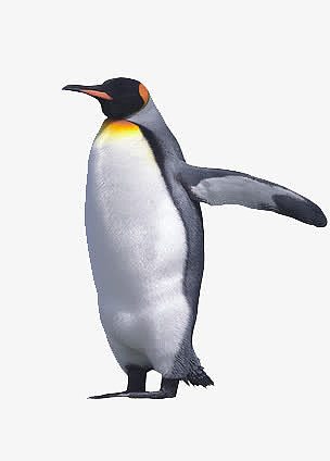 一只企鹅