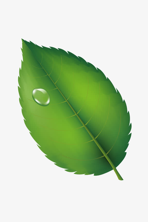 新鲜白茶茶叶矢量素材