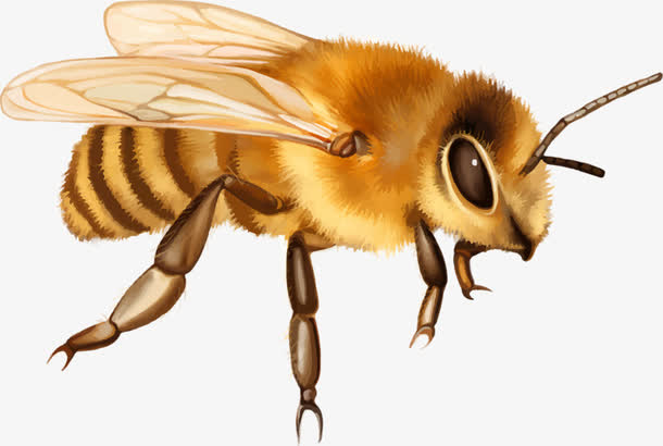 怎样介绍蜜蜂简单 蜜蜂怎么样那是要教我们什么