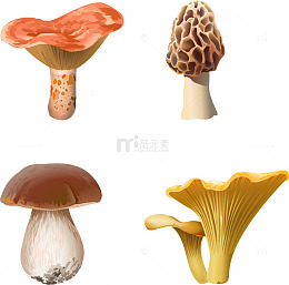 矢量手绘菌类