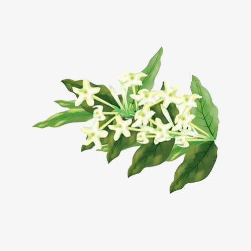 一株手绘月见草图片素材素材免费下载_觅元素