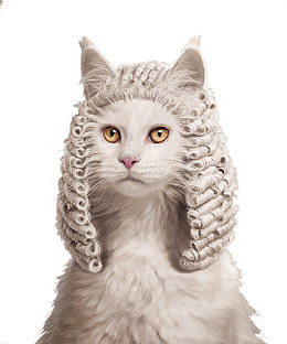 宠物猫咪