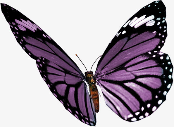 关键词 : 蝴蝶,紫色,翅膀,美丽,蝴蝶免抠png[声明] 觅元素所有素材为