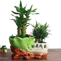 植物盆栽富贵竹
