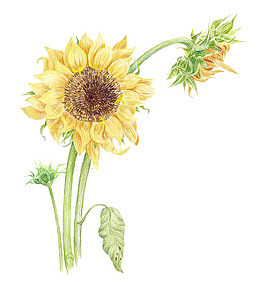 水彩鲜花