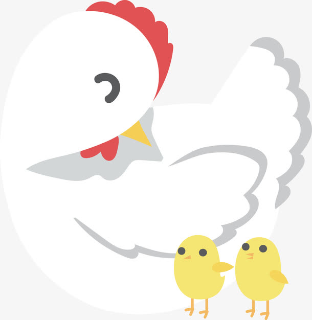 慈祥的白色母鸡