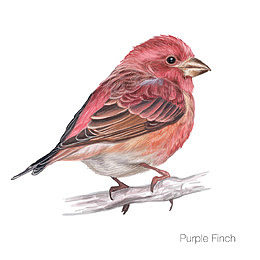 Purple Finch