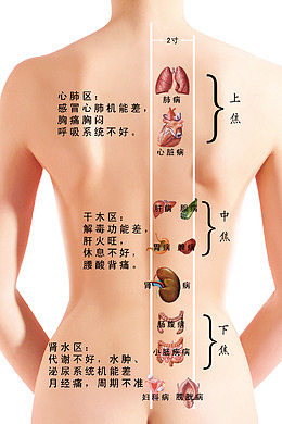 户背部穴位图