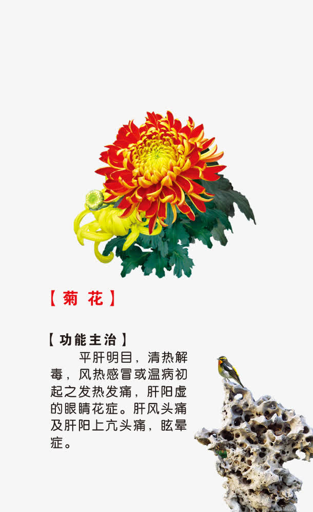 菊花植物卡片图片